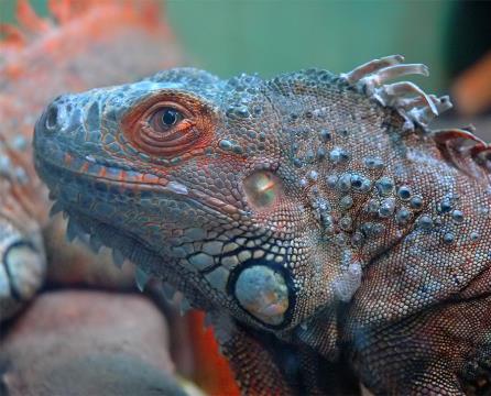 04 zeleni legvan  iguana iguana